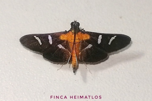 Desmia cristinae