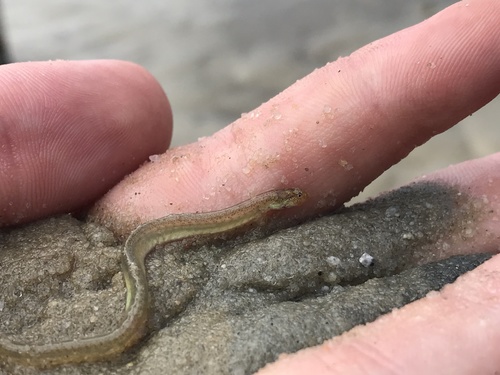 Pink Wormfish (Microdesmus longipinnis) — Microdesmidae — 2