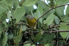Leiothlypis ruficapilla