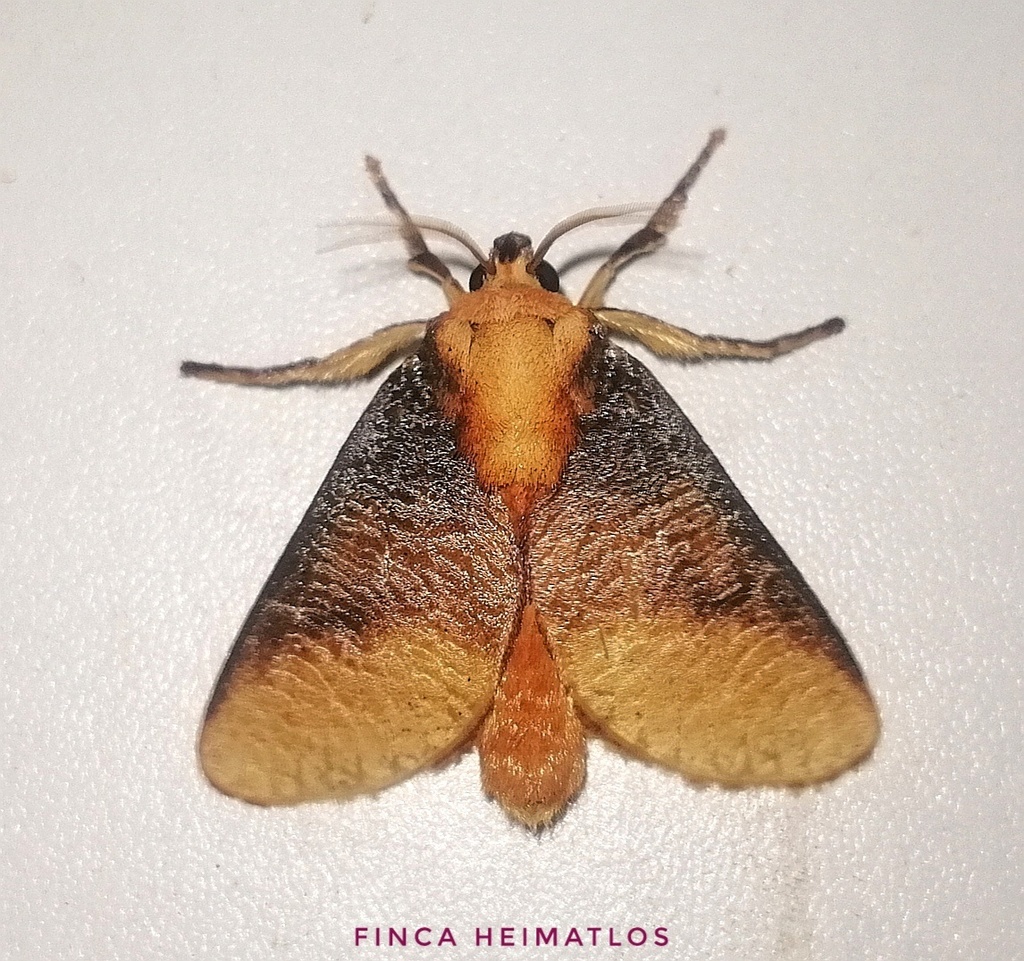 Ulamia dolabrata