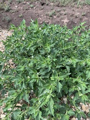 Solanum nitidibaccatum