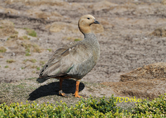 Chloephaga rubidiceps