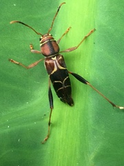 Neoclytus mucronatus