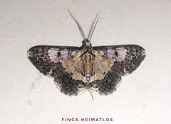 Hymenomima semialba
