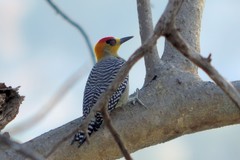 Melanerpes chrysogenys