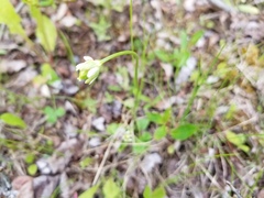 Parnassia