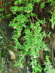Bouvardia multiflora