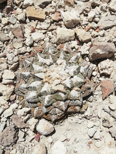 Ariocarpus fissuratus