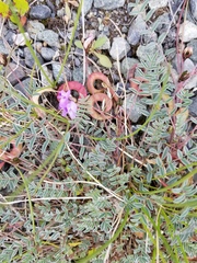 Astragalus nutzotinensis