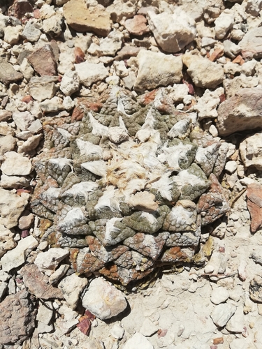 Ariocarpus fissuratus
