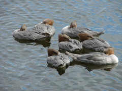 Mergus merganser