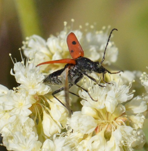 Dimorphic Flower Longhorn Beetle photo 3