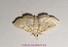 Neurophyseta