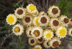 Achyranthemum mucronatum