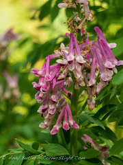 Corydalis caseana