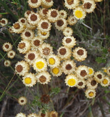Achyranthemum mucronatum