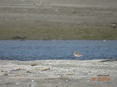 Charadrius collaris