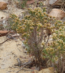 Helichrysum asperum glabrum