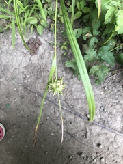 Carex grayi
