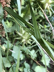 Carex grayi