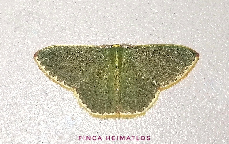 Oospila decorata