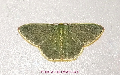 Oospila decorata