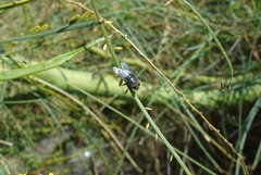 Cochliomyia