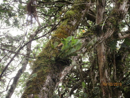 Epidendrum odontospathum Rchb.f. 5