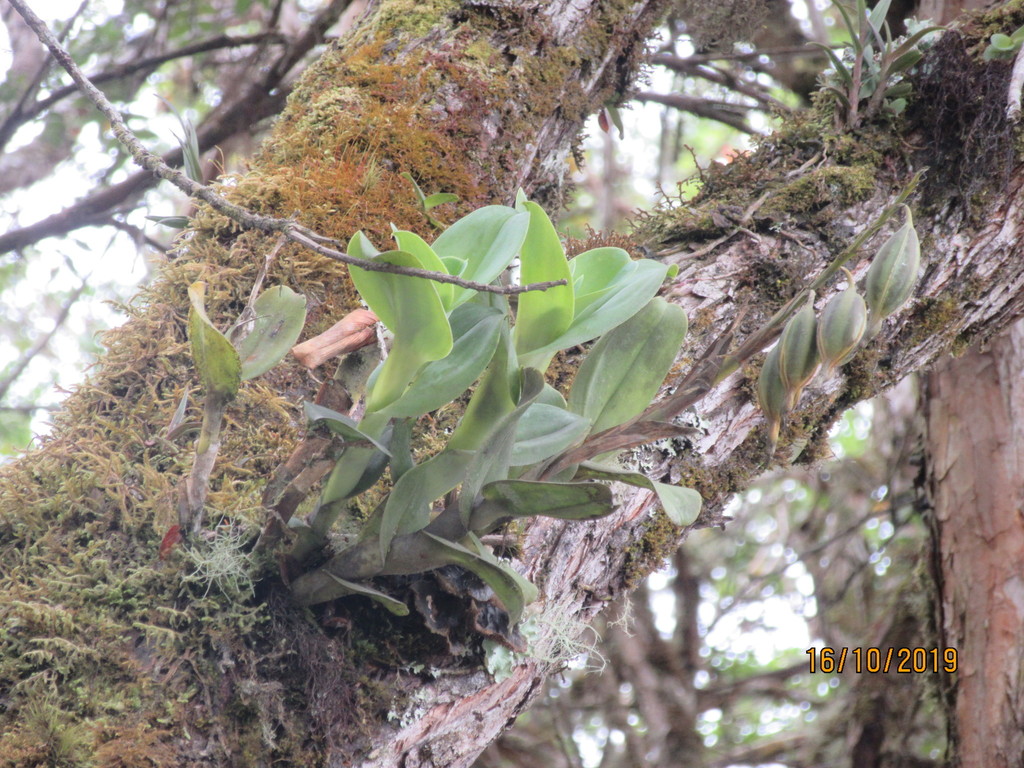 Epidendrum odontospathum