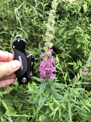Lythrum salicaria