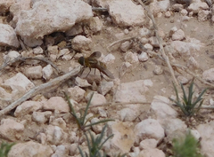 Exoprosopa brevirostris