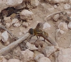 Exoprosopa brevirostris