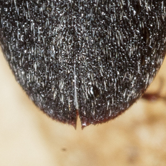 Dermestes maculatus