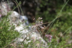 Allium flavum tauricum