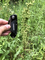 Rumex crispus