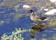 Speculanas specularis