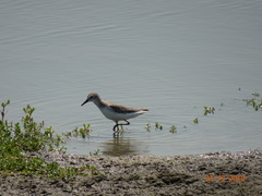 Calidris pusilla
