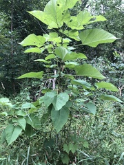 Catalpa