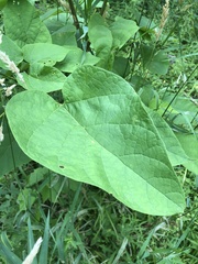 Catalpa