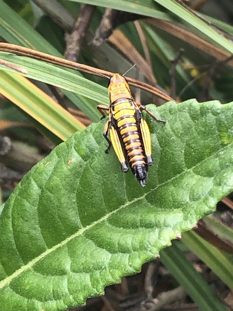 Urubamba colorata