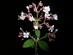 Heterocentron glandulosum