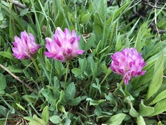 Trifolium parryi