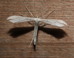 Hellinsia homodactylus