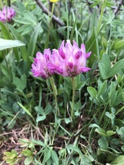 Trifolium parryi