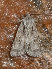 Acronicta laetifica