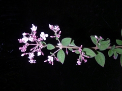 Heterocentron glandulosum