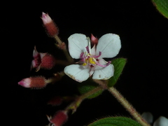 Heterocentron glandulosum