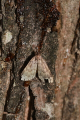 Phalaenostola larentioides