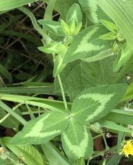 Trifolium pratense