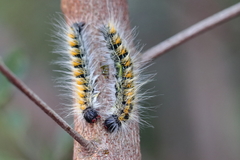 Bombycomorpha bifascia bifascia